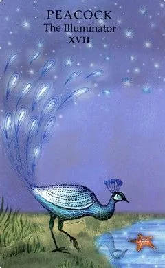 Peacock - The Illuminator (XVII) card from the Animals Wisdom Tarot deck