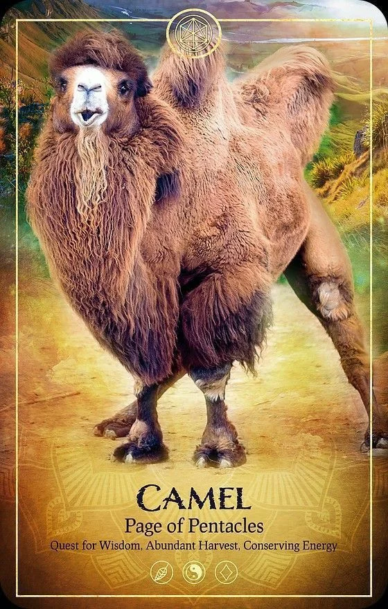 Camel card from the Ark Animal Tarot deck