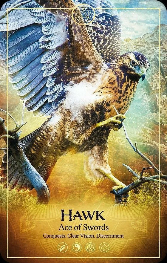 Hawk card from the Ark Animal Tarot deck