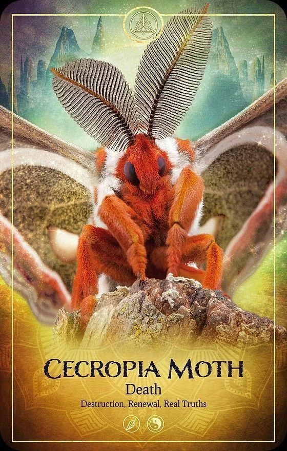 Cecropia Moth card from the Ark Animal Tarot deck