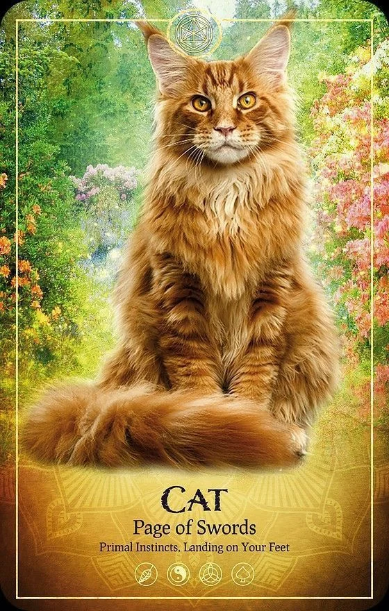 Cat card from the Ark Animal Tarot deck