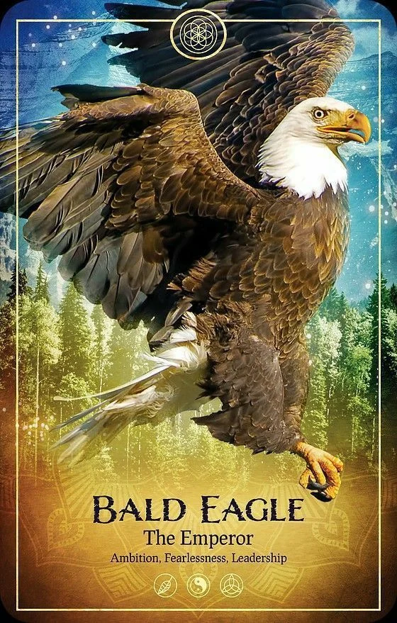 Bald Eagle card from the Ark Animal Tarot deck