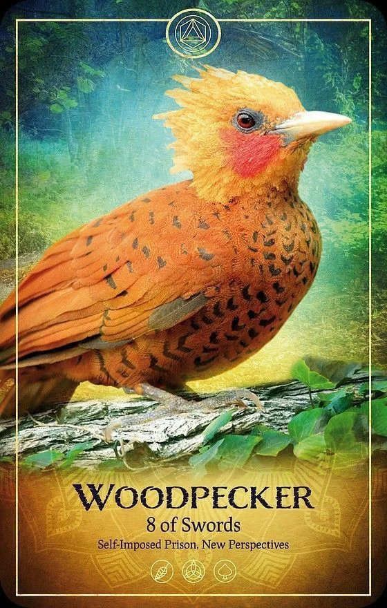 Woodpecker card from the Ark Animal Tarot deck