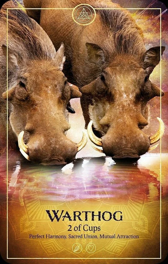 Warthog card from the Ark Animal Tarot deck