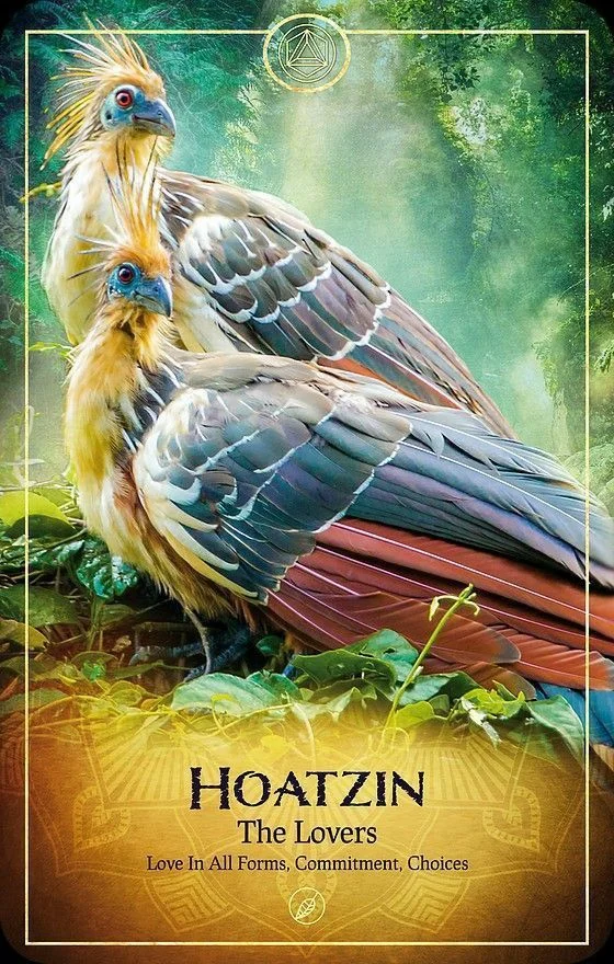 Hoatzin card from the Ark Animal Tarot deck