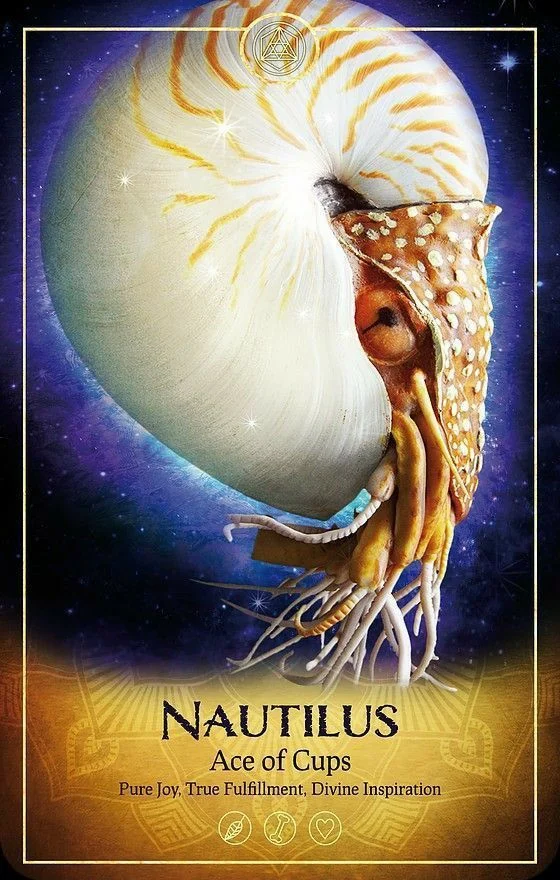 Nautilus card from the Ark Animal Tarot deck