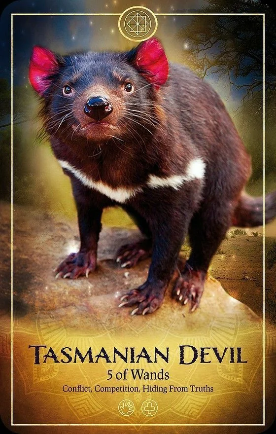 Tasmanian Devil card from the Ark Animal Tarot deck