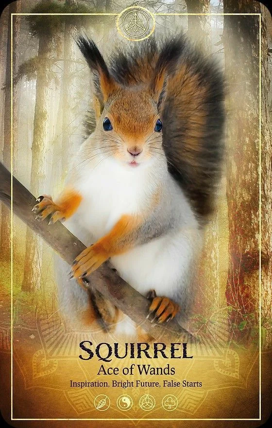 Squirrel card from the Ark Animal Tarot deck