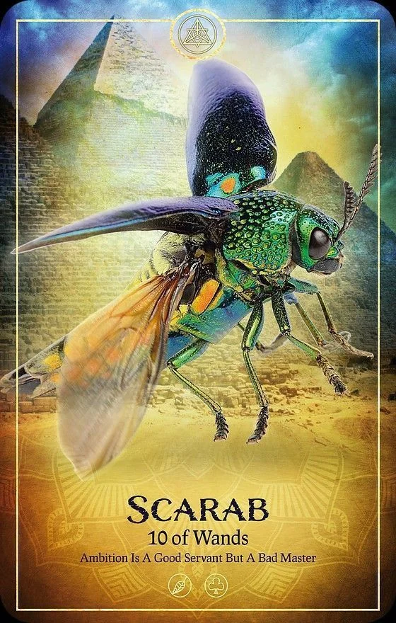 Scarab card from the Ark Animal Tarot deck