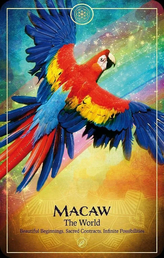 Macaw card from the Ark Animal Tarot deck