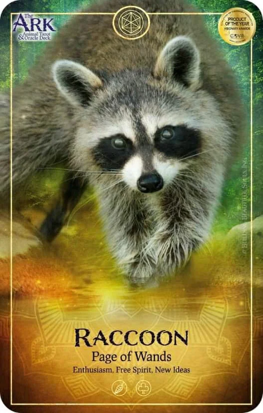 Raccoon card from the Ark Animal Tarot deck