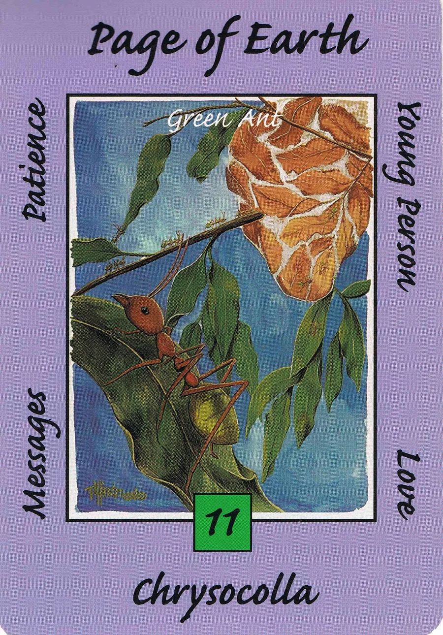 Page of Earth from the Australian Animal Tarot deck