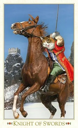 Knight of Swords card from The Baroque Bohemian Cats Tarot deck