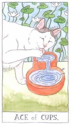 Ace of Cups - Cat Tarot - Tarot Deck by Megan Lynn Kott