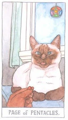 Page of Pentacles - Cat Tarot - Tarot Deck by Megan Lynn Kott