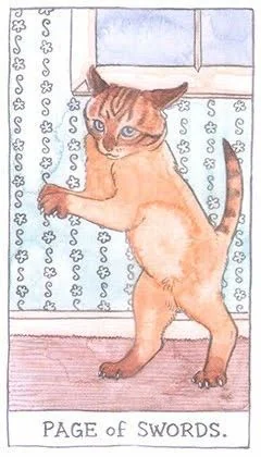 Page of Swords - Cat Tarot - Tarot Deck by Megan Lynn Kott