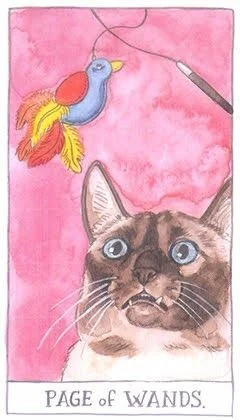 Page of Wands - Cat Tarot - Tarot Deck by Megan Lynn Kott