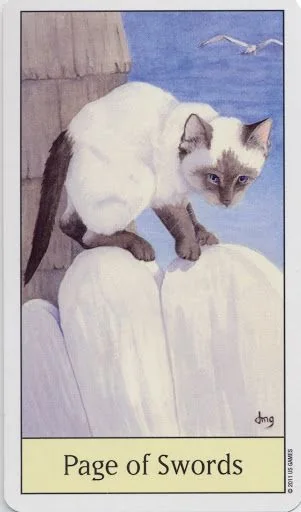 Page of Swords card from the Cats Eye Tarot deck