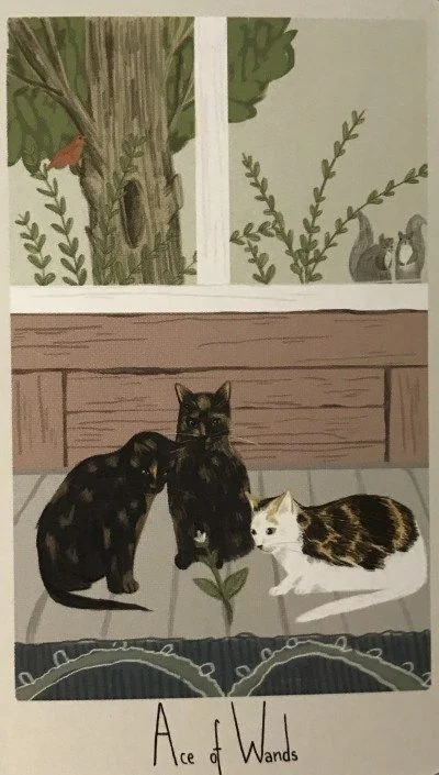 Ace of Wands card from the Considerate Cat Tarot deck
