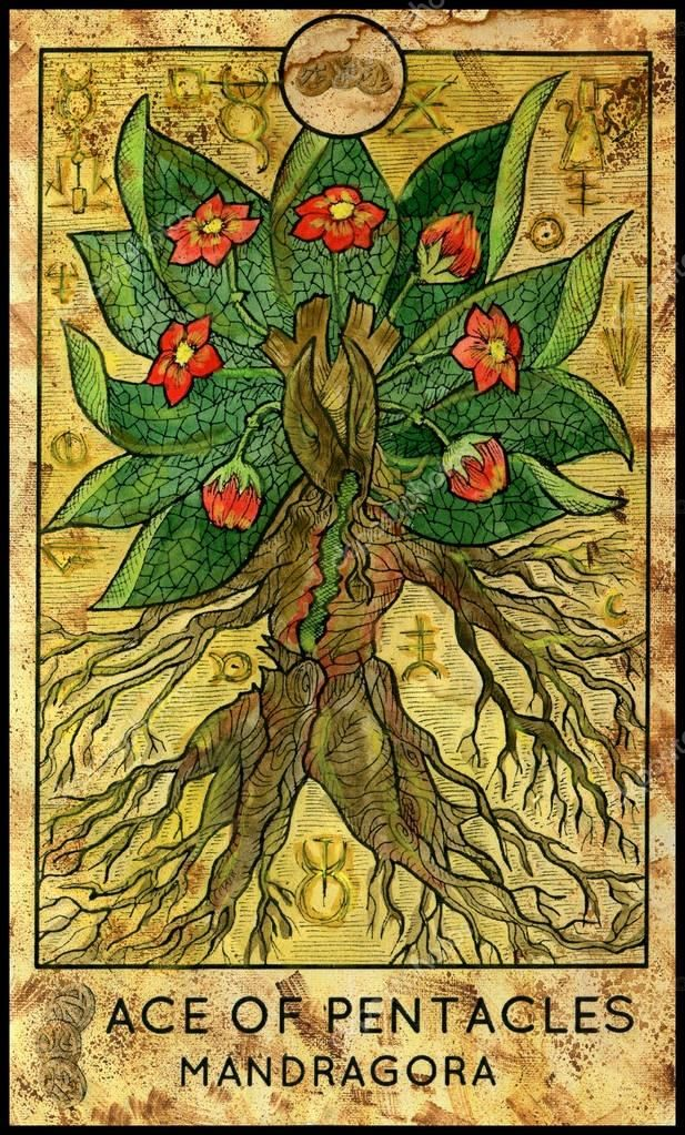 Ace of Pentacles — Mandragora card from the Fantasy World Tarot deck