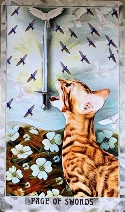 Grimalkin Tarot card 17 card from the Grimalkin Tarot deck