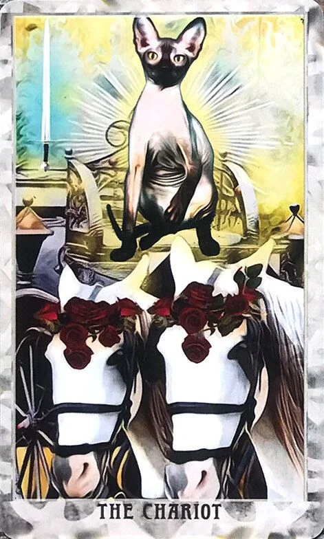 Grimalkin Tarot card 71 card from the Grimalkin Tarot deck