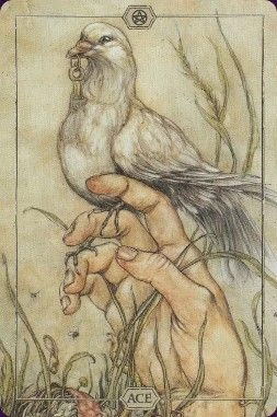 Ace of Pentacles from the Hush Tarot deck