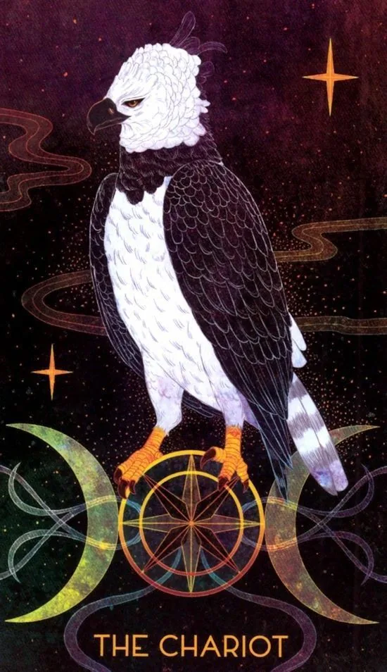The Chariot card from the Oriens Animal Tarot deck