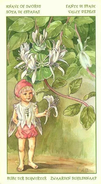 Knave of Swords card from the Spirit of Flowers Tarot deck